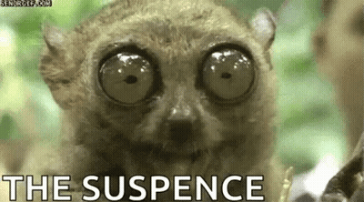 Lemur With Big Eyes The Suspense GIF