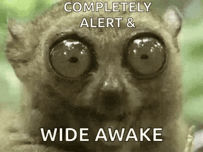 Lemur With Big Eyes Wide Awake GIF