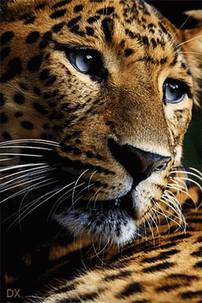 Leopard Face Close Up With Letters DX GIF