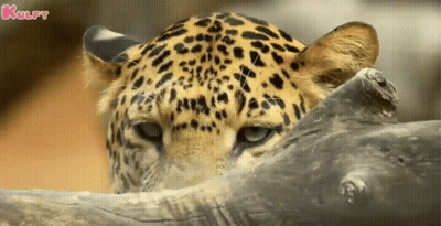 Leopard Face Over Tree Branch GIF