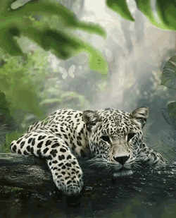 Leopard GIF