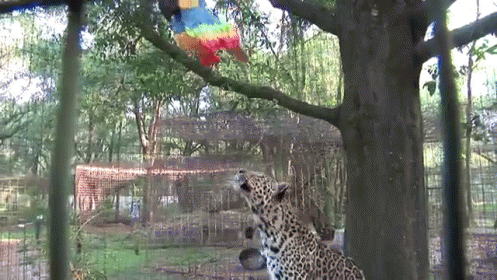 Leopard In Cage Looking At Colorful Bird GIF