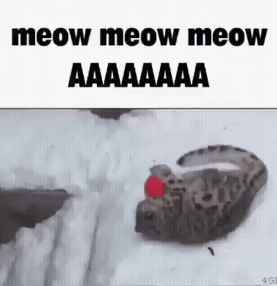 Leopard Laying In Snow With Red Ball On Back GIF