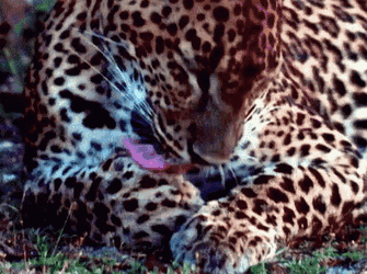 Leopard Lick GIF