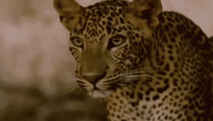 Leopard Out GIF