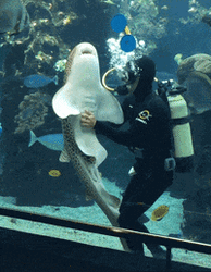 Leopard Shark Cute Cuddle Diver Petting GIF