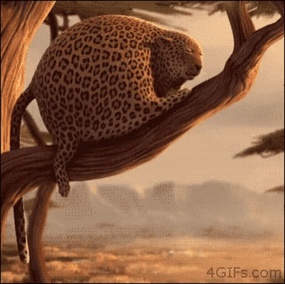 Leopard Sleeping On Tree Branch GIF