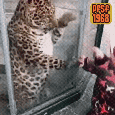 Leopard Standing On Hind Legs GIF