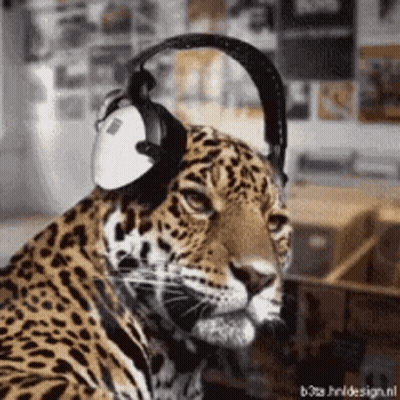 Leopard Wearing Headphones Close Up GIF