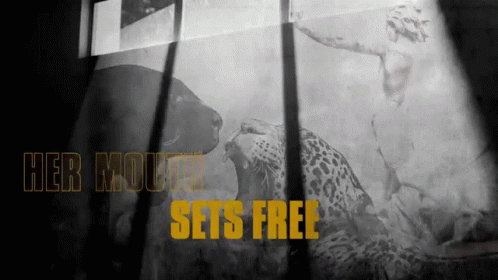Leopard With Her Mouth Sets Free GIF