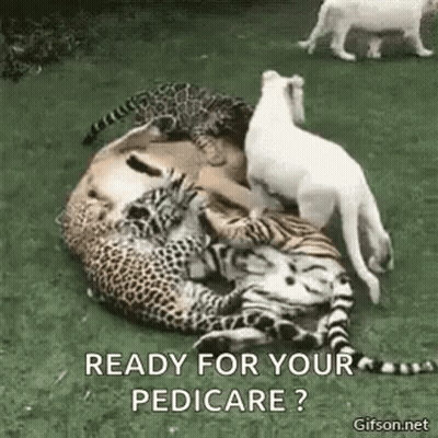 Leopards And White Tigers Lying On Grass GIF