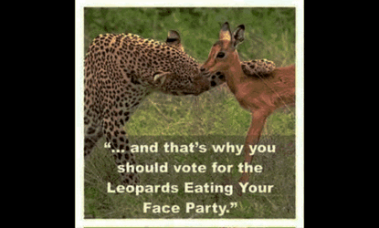 Leopards Eating GIF