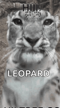 Lepat Lopat GIF