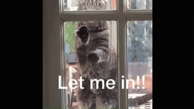 Let Me In Trapped GIF