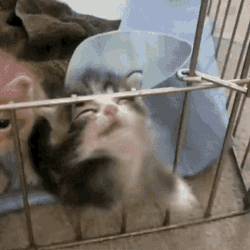 Let Me Out Im Out GIF