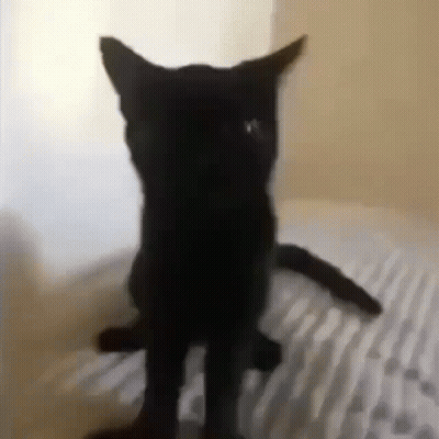 Let's Do It Cartoon GIF