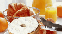 Let's Have Bagel For Breakfast GIF