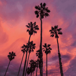 Let's Ride Woman In Car And Palm Trees GIF