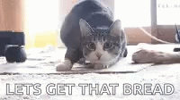 Lets Get It The Bread Funny Kitty Wants GIF