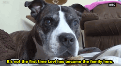 Levi The Dog Not First Time Family Hero