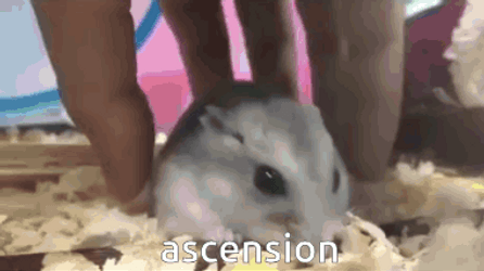 Levitating And Flying Hampter GIF