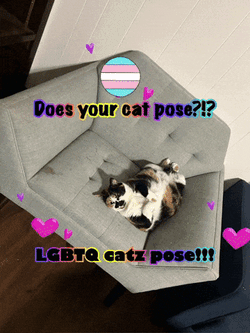 Lgbtq Gay GIF