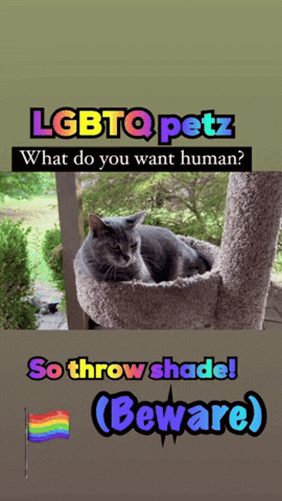 LGBTQ Petz Asking What Do You Want GIF