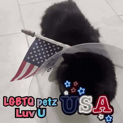 LGBTQ Petz USA Black Dog GIF