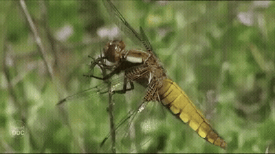 Libelula Dragonfly GIF