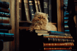 Library Cat Protecting The Books GIF