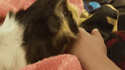 Lick Hand Guinea Pig GIF
