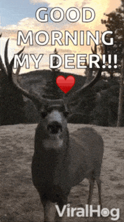 Lick Sniff GIF
