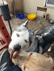 Lick Tongue Husky Pitbull GIF