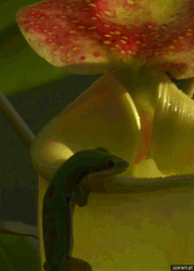 Lick Water Plant Gecko GIF