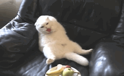 Lick White Cat Candy GIF