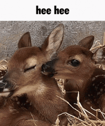 Licking Deer Hee Hee GIF