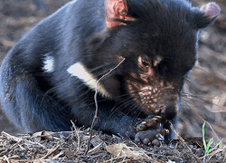 Licking Feet Tasmanian Devil GIF