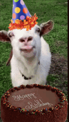 Licking Goat Funny Happy Birthday Meme GIF