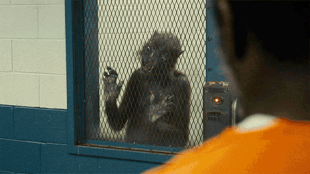 Licking Weasel GIF