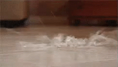 Life Alert Lola Suffer A Heart Attack GIF