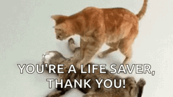 Life Saver Cats CPR GIF
