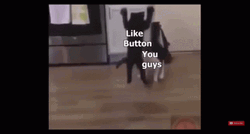 Like Button Cat Fighting Meme GIF