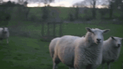 Lil Peep With Sheep GIF