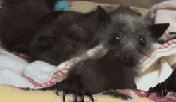Liliac Baby Bats Dancing GIF