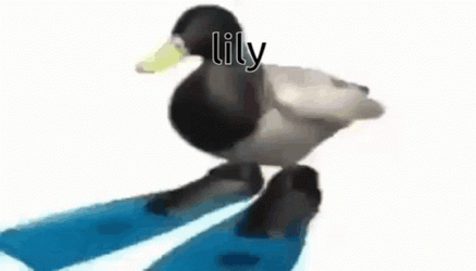 Lily Duck Spinning  GIF