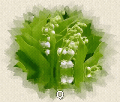 Lily Of The Valley Flowers Floating GIF