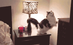 Linda Noche Sleepy Cat With His Toy GIF