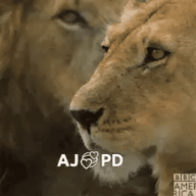 Lion And Lioness Face Each Other Aj Pd GIF