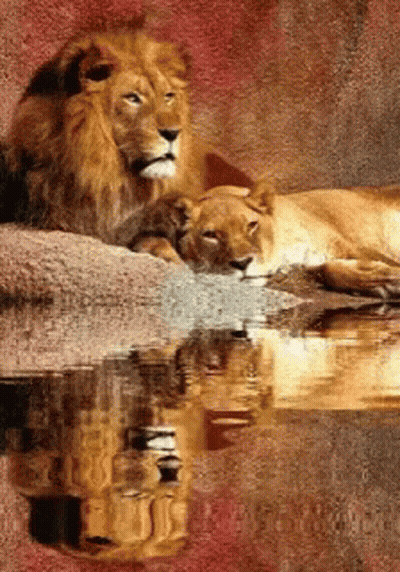 Lion And Lioness Laying On Rock With Reflection GIF