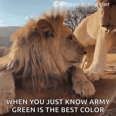 Lion And Lioness Looking At Each Other When You Just Know Army Green Is The Best Color GIF